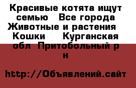 Красивые котята ищут семью - Все города Животные и растения » Кошки   . Курганская обл.,Притобольный р-н